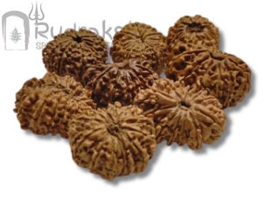 13 Mukhi Rudraksha from Nepal